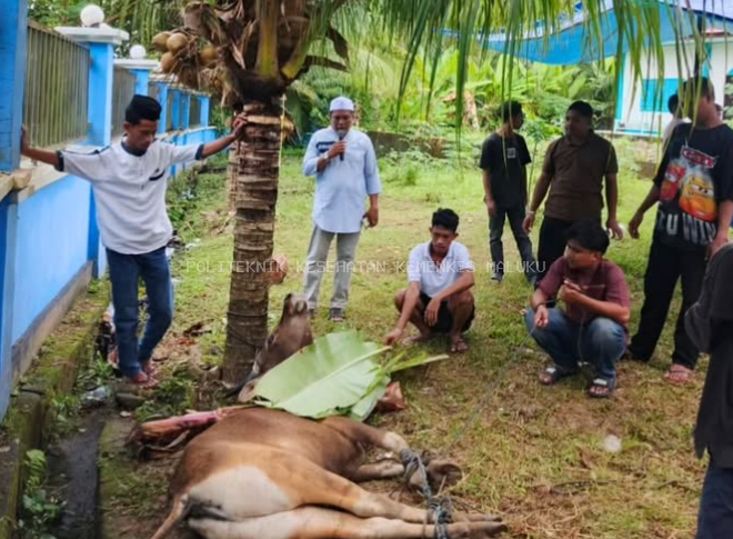 Poltekkes Kemenkes Maluku Gelar Penyembelihan Hewan Qurban, Perkuat Nilai Kepedulian dan Kebersamaan pada Idul Adha 1447 H